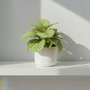 Calathea Orbifolia - La Plantisserie