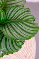 Calathea Orbifolia - La Plantisserie