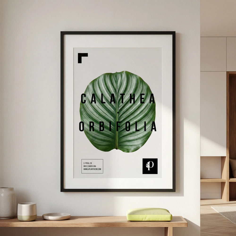 Calathea Orbifolia | Leaf - La Plantisserie