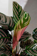 Calathea Ornata - La Plantisserie