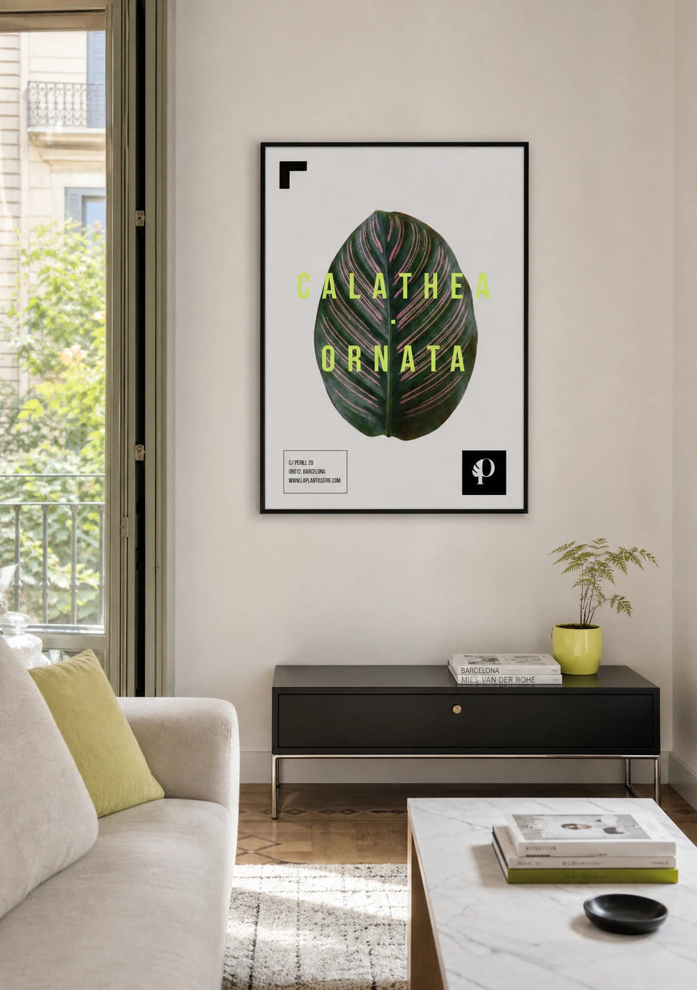 Calathea Ornata | Leaf - La Plantisserie