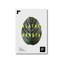 Lámina botánica de Calathea Ornata (serie Leaf), impresión en papel mate 200g · La Plantisserie