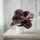 Calathea Roseopicta - La Plantisserie