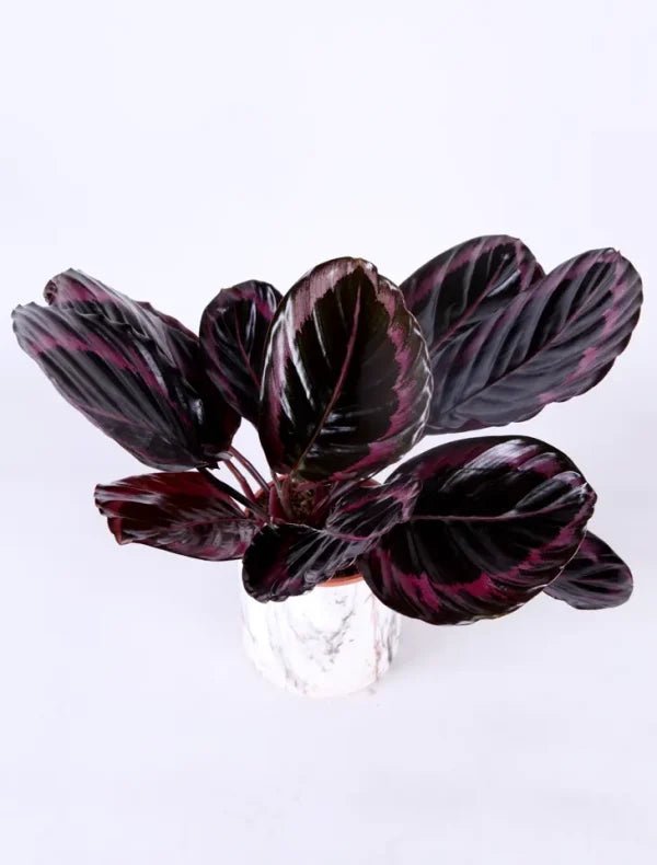 Calathea Roseopicta - La Plantisserie