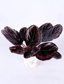 Calathea Roseopicta - La Plantisserie