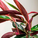 Calathea Triostar