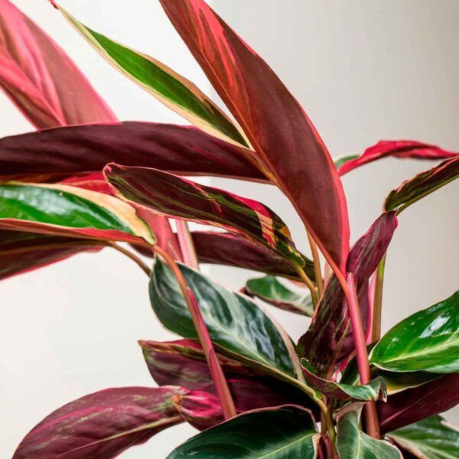 Calathea Triostar