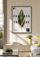 Calathea Triostar | Leaf - La Plantisserie