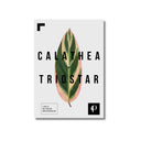 Lámina botánica de Calathea Triostar (serie Leaf), impresión en papel mate 200g · La Plantisserie
