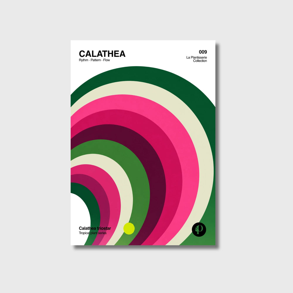 Lámina botánica geométrica de Calathea Triostar con arcos concéntricos en rosa, verde y crema, Tropical Series N°009