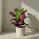 Calathea Medallion