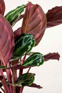 Calathea Medallion