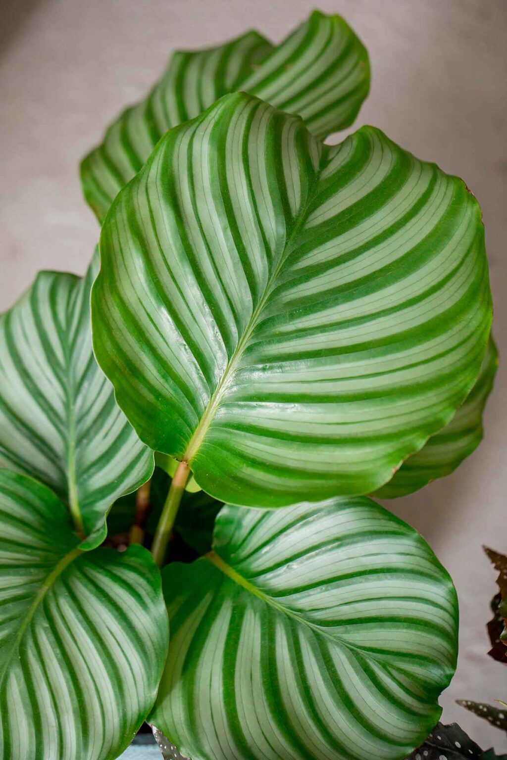 Calathea Orbifolia