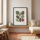 Calatheas | Ilustration - La Plantisserie