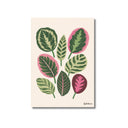 Lámina ilustrada de Calatheas, impresión botánica en papel mate 200g · La Plantisserie