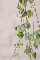 Ceropegia Woodii