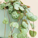 Ceropegia Woodii