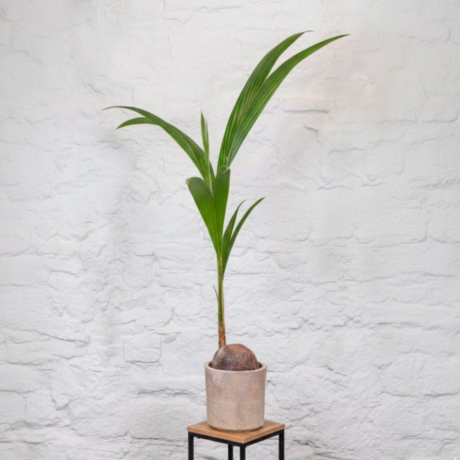 Cocotero o Cocos Nucífera