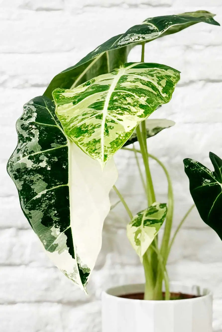 Alocasia frydek variegata