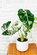 Alocasia frydek variegata