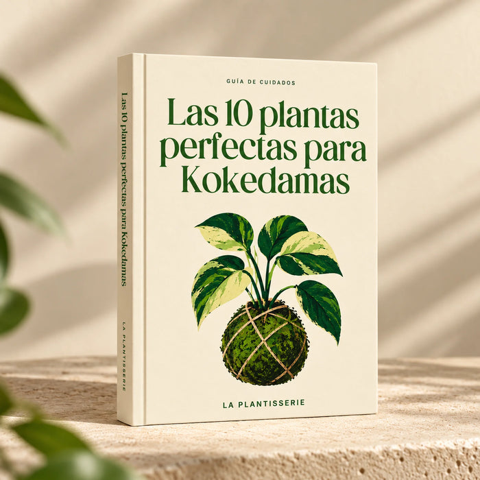 cuidados-10-plantas-para-kokedamas