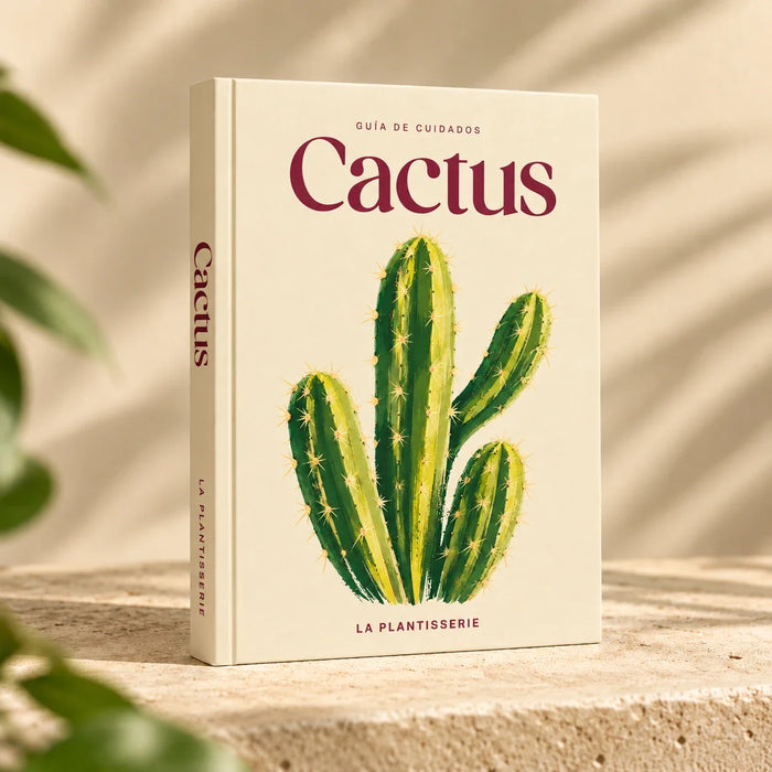 cuidados-cactus