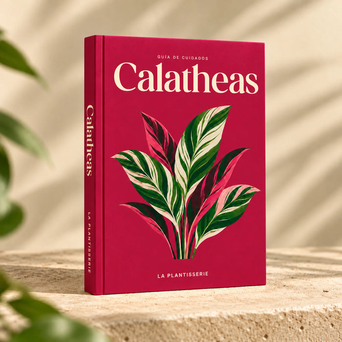 cuidados-calathea