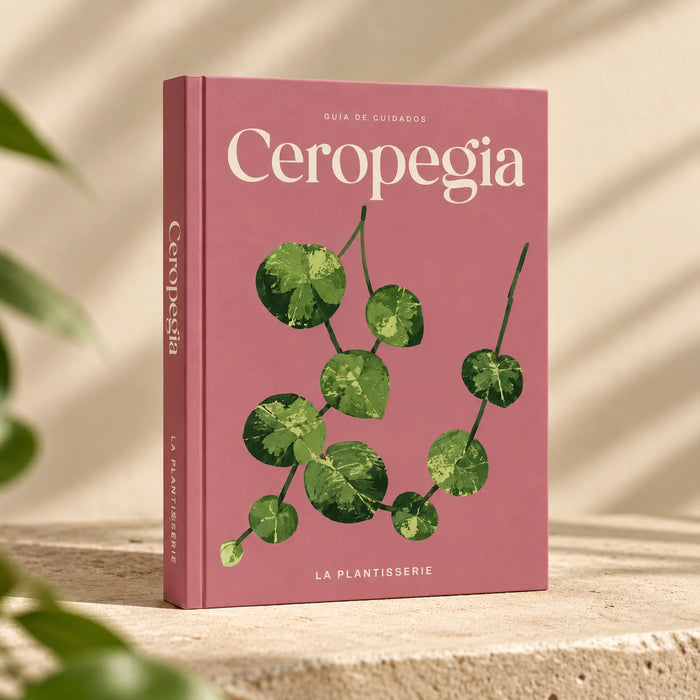 cuidados-ceropegia