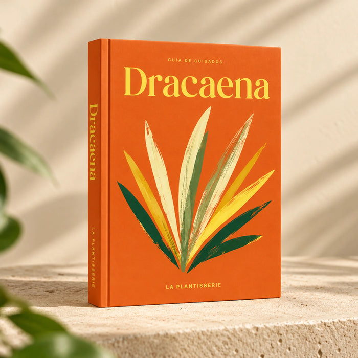cuidados-dracaena