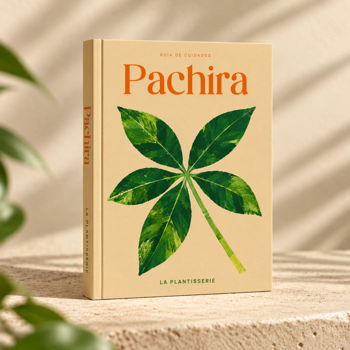 cuidados-pachira