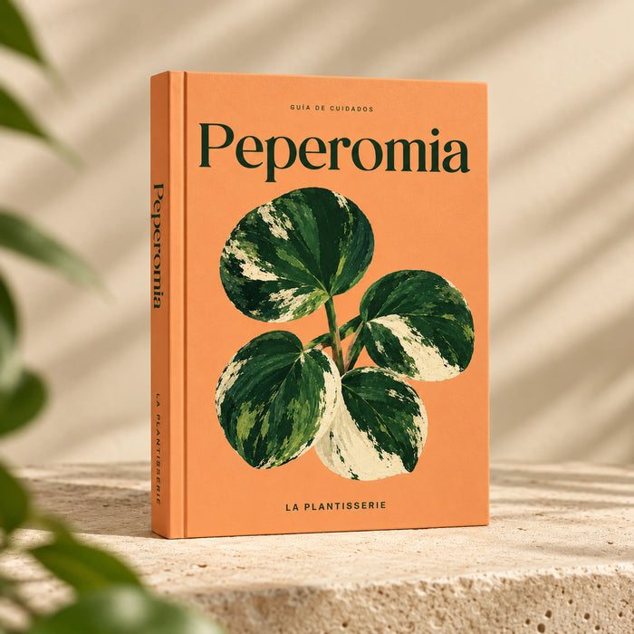cuidados-peperomia
