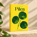 cuidados-pilea