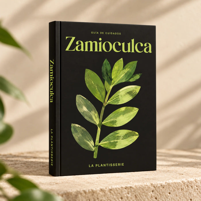 cuidados-zamioculca