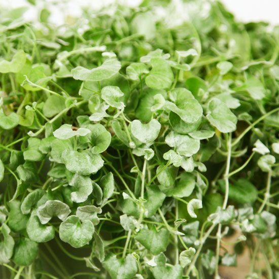 Dichondra Repens Silver Falls