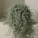 Dichondra Repens Silver Falls