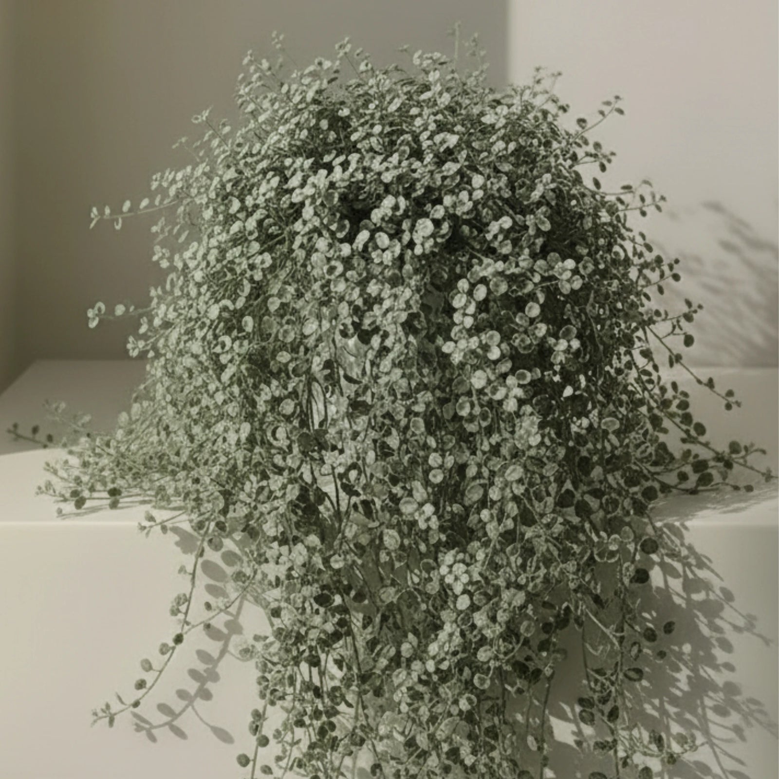 Dichondra Repens Silver Falls