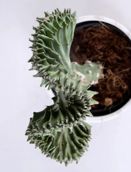 Euphorbia Lactea Cristata