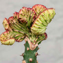 Euphorbia Lactea Cristata - La Plantisserie