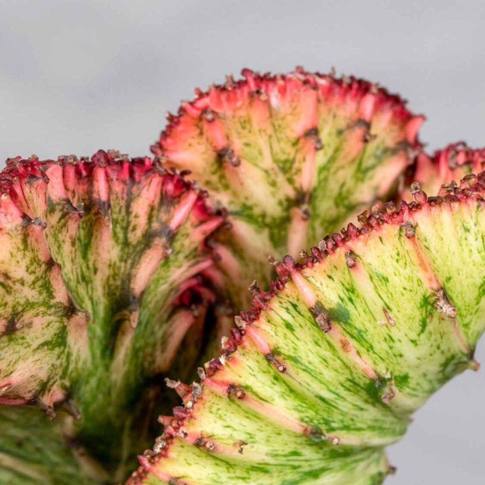 Euphorbia Lactea Cristata - La Plantisserie