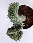 Euphorbia Lactea Cristata - La Plantisserie