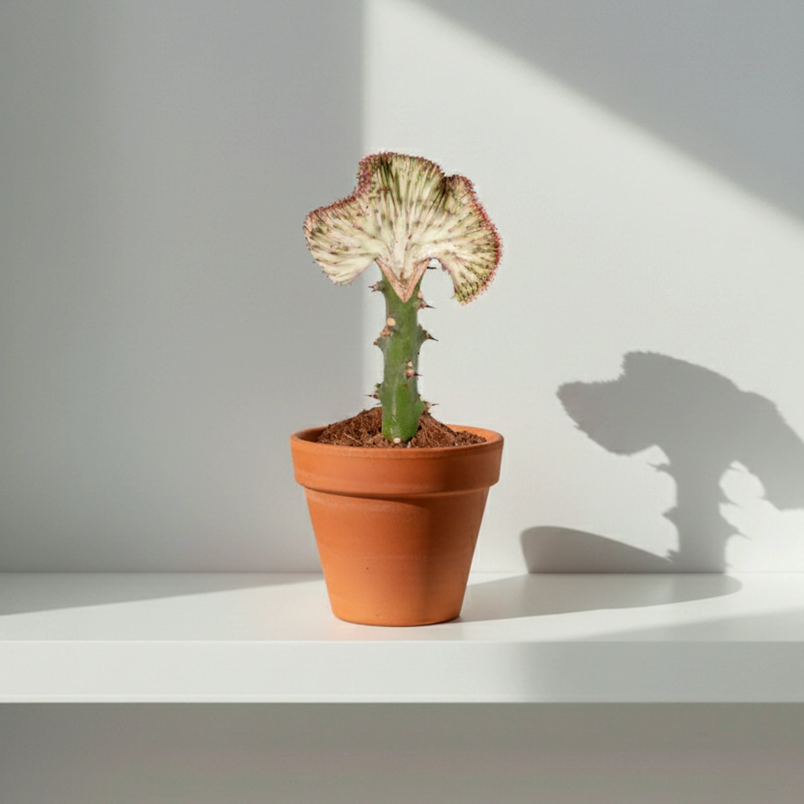 Euphorbia Lactea Cristata