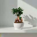 Plantas exóticas