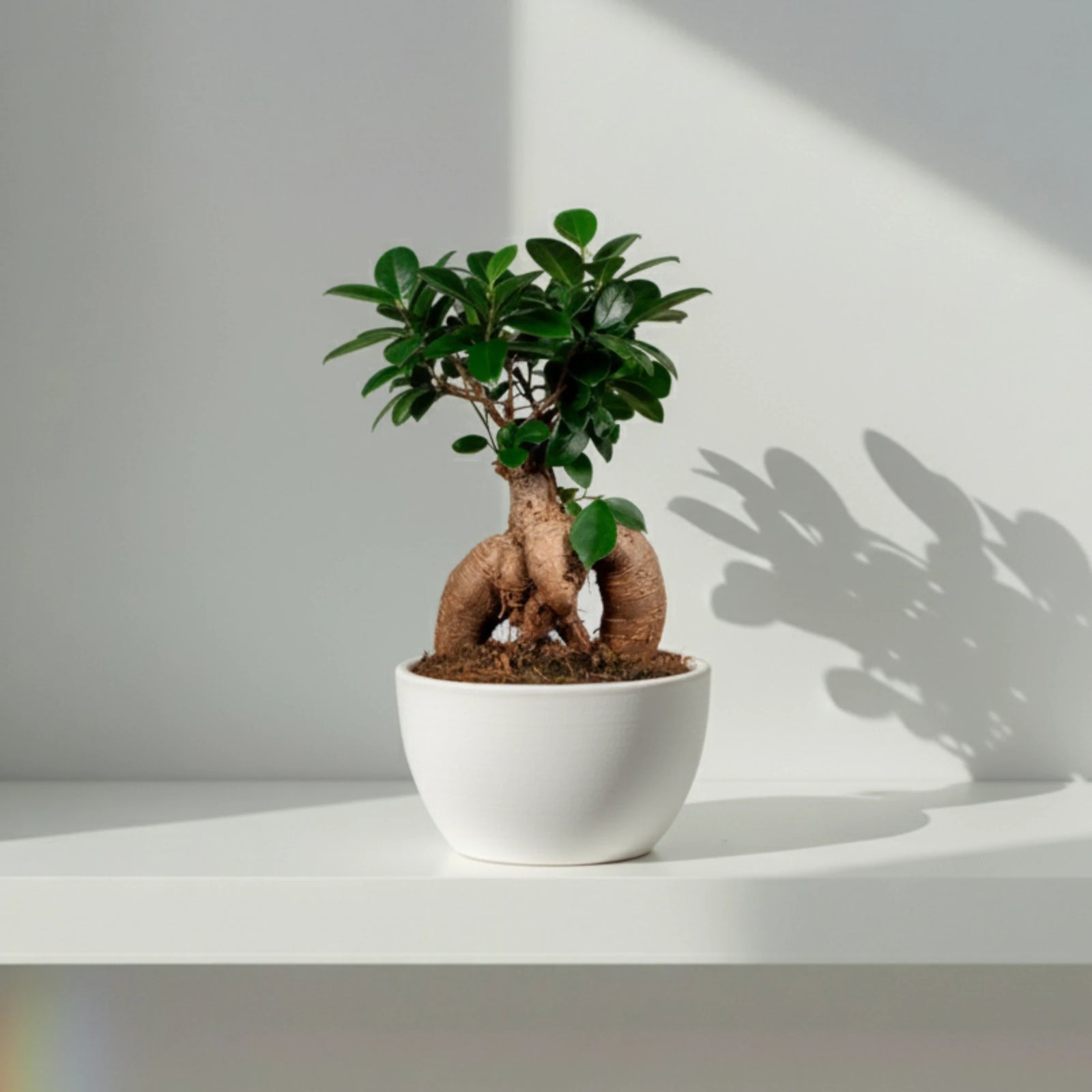 Ficus Ginseng Microcarpa (XL)