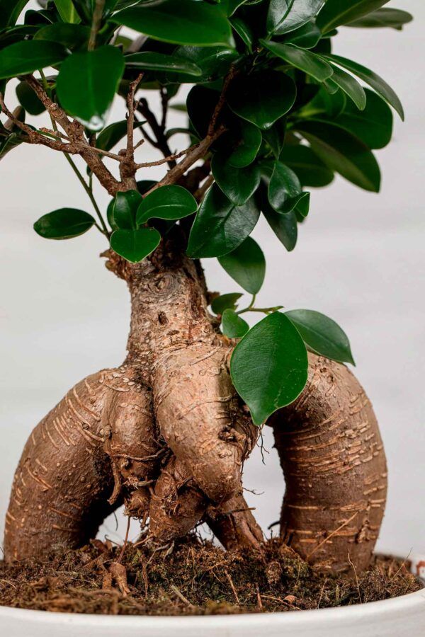 Ficus Ginseng Microcarpa (XL) - La Plantisserie