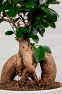Ficus Ginseng Microcarpa (XL) - La Plantisserie