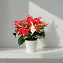 Flor de Pascua variegada, con brácteas moteadas en rojo y blanco, planta navideña · La Plantisserie