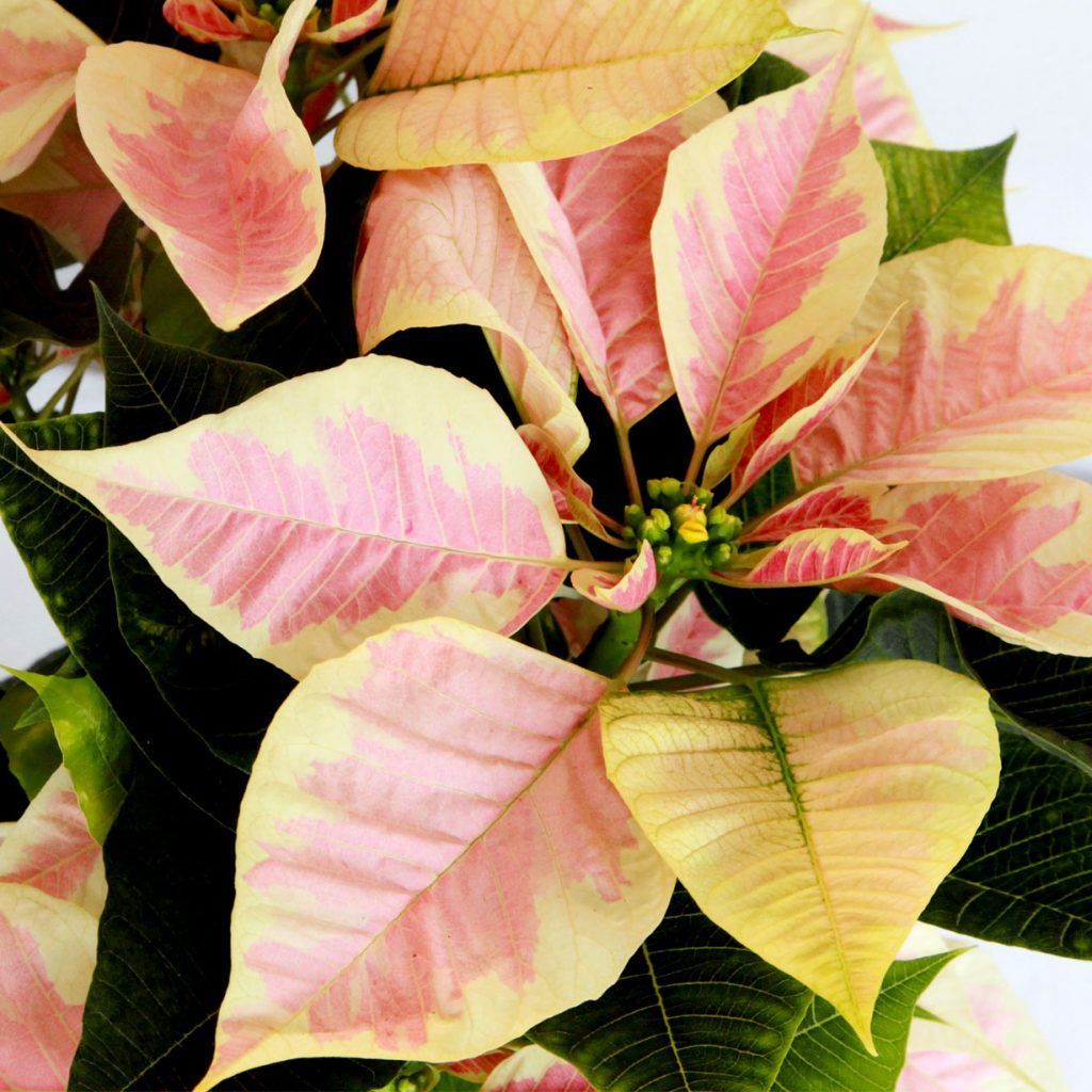 Flor De Pascua Beige