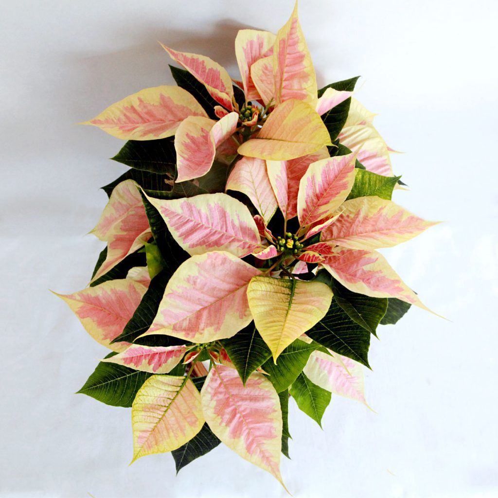 Flor De Pascua Beige