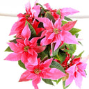 Flor De Pascua Rosa