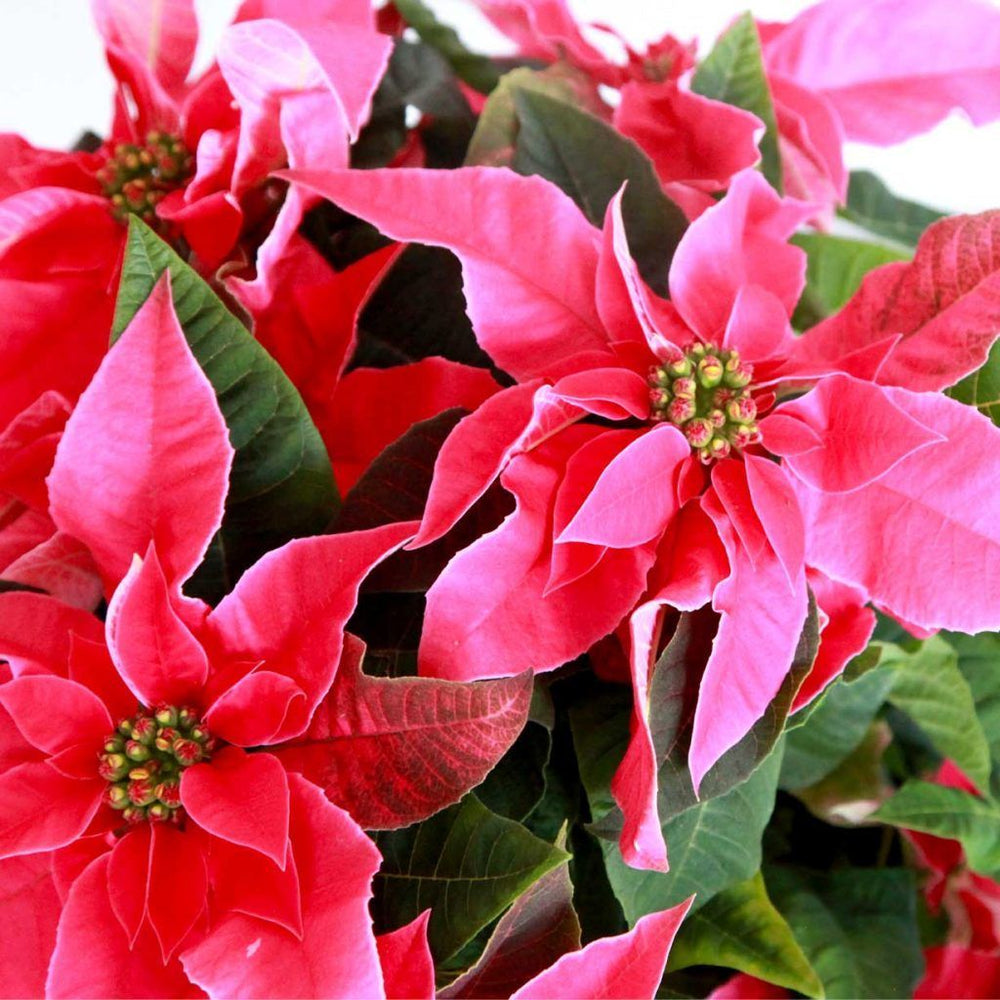 Detalle de las brácteas rosas de la Flor de Pascua